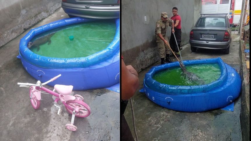 Jacaré é resgatado de piscina plástica em residência de Manaus