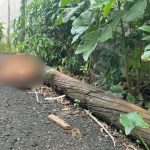 Homem é encontrado morto a pauladas no bairro Coroado