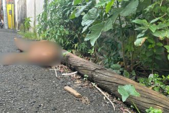 Homem é encontrado morto a pauladas no bairro Coroado