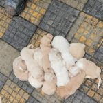 Bombeiros resgatam 10 filhotes de cachorro presos em calçada em Maués