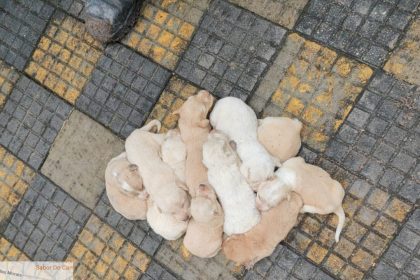 Bombeiros resgatam 10 filhotes de cachorro presos em calçada em Maués