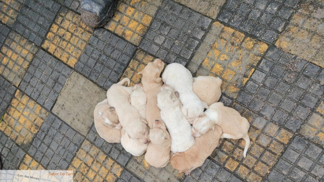 Bombeiros resgatam 10 filhotes de cachorro presos em calçada em Maués