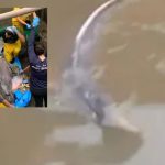 Vídeo mostra boto-cor-de-rosa encalhado em rip rap após forte chuva