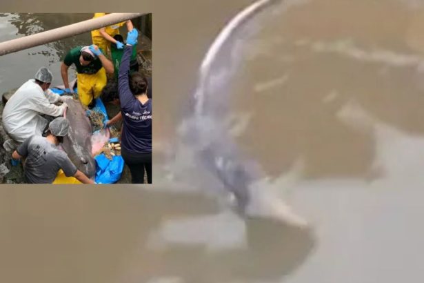 Vídeo mostra boto-cor-de-rosa encalhado em rip rap após forte chuva