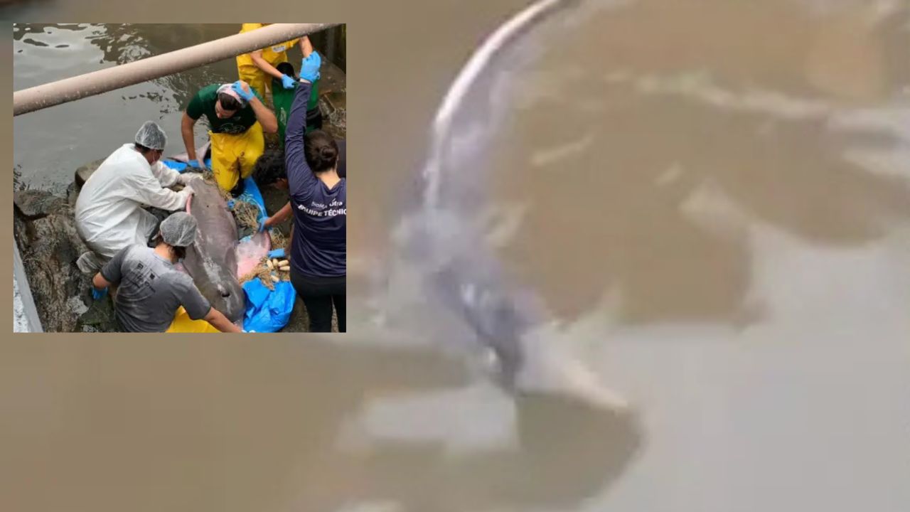 Vídeo mostra boto-cor-de-rosa encalhado em rip rap após forte chuva