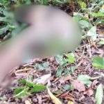 Corpo de jovem é encontrado em área de mata no bairro Planalto