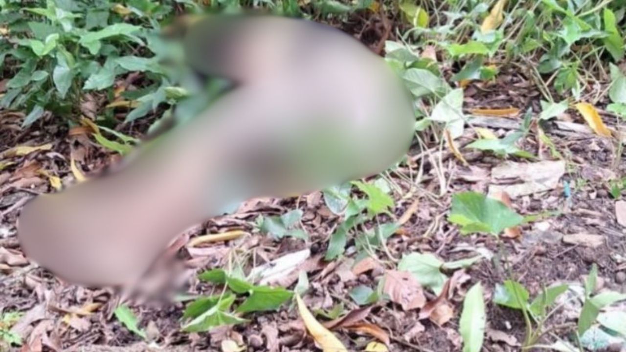 Corpo de jovem é encontrado em área de mata no bairro Planalto