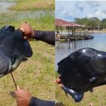Pescador captura piranha-preta "maceta" em lago de Manacapuru