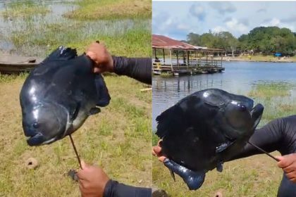 Pescador captura piranha-preta "maceta" em lago de Manacapuru