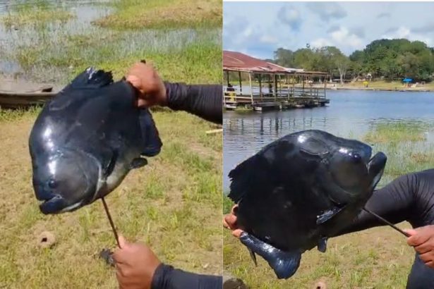Pescador captura piranha-preta "maceta" em lago de Manacapuru