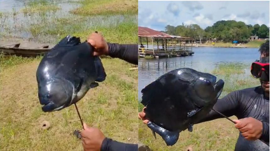Pescador captura piranha-preta "maceta" em lago de Manacapuru