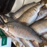 Amazonas oficializa jaraqui como patrimônio cultural imaterial