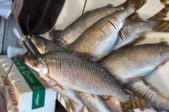 Amazonas oficializa jaraqui como patrimônio cultural imaterial