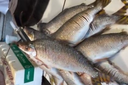 Amazonas oficializa jaraqui como patrimônio cultural imaterial