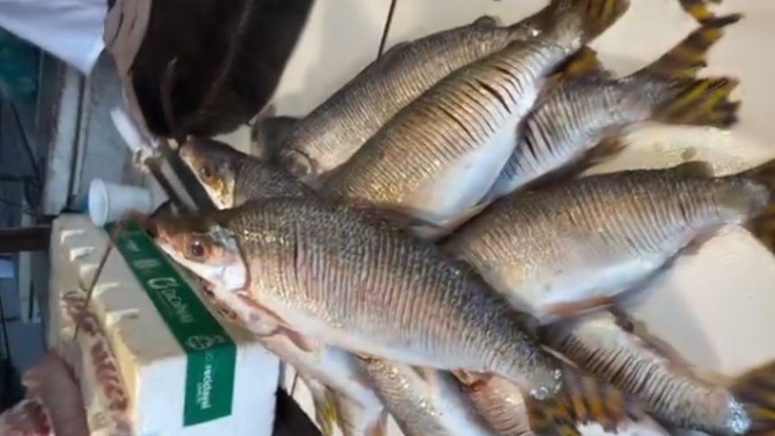 Amazonas oficializa jaraqui como patrimônio cultural imaterial