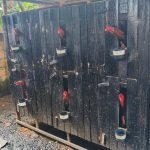 Polícia fecha rinha clandestina e resgata 23 galos em Pauini