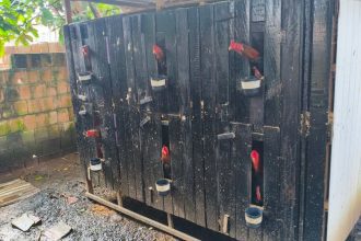 Polícia fecha rinha clandestina e resgata 23 galos em Pauini