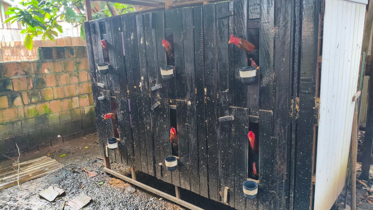 Polícia fecha rinha clandestina e resgata 23 galos em Pauini