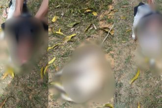 Tutora é presa após cadelas serem resgatadas com ferimentos e larvas em Manaus