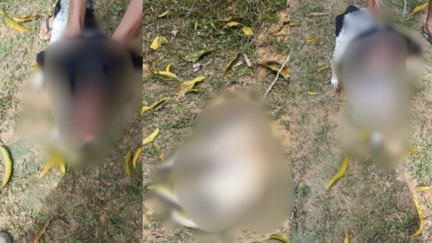 Tutora é presa após cadelas serem resgatadas com ferimentos e larvas em Manaus