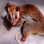 Cuíca-lanosa ferida é resgatada no bairro Chapada, em Manaus