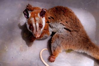 Cuíca-lanosa ferida é resgatada no bairro Chapada, em Manaus