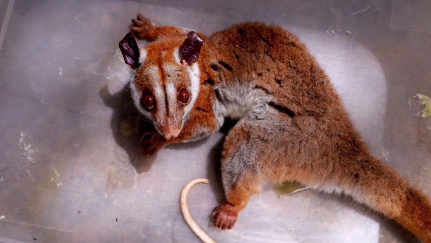 Cuíca-lanosa ferida é resgatada no bairro Chapada, em Manaus