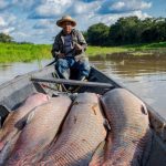 MMA lança programa inédito para remunerar 5 mil manejadores de pirarucu na Amazônia