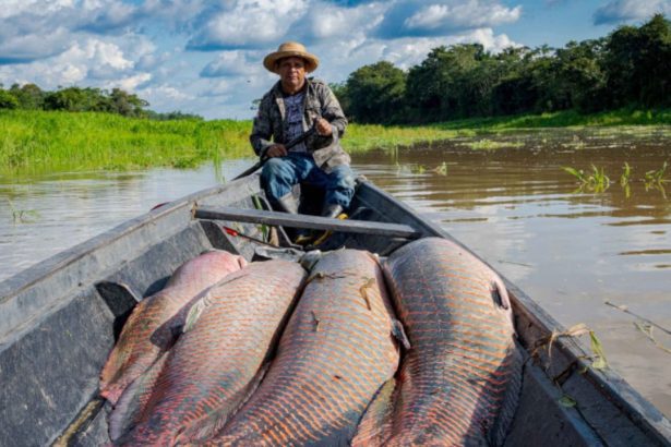 MMA lança programa inédito para remunerar 5 mil manejadores de pirarucu na Amazônia