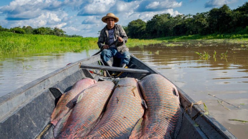 MMA lança programa inédito para remunerar 5 mil manejadores de pirarucu na Amazônia