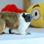 Sauim-de-coleira é resgatado em casa na zona norte de Manaus