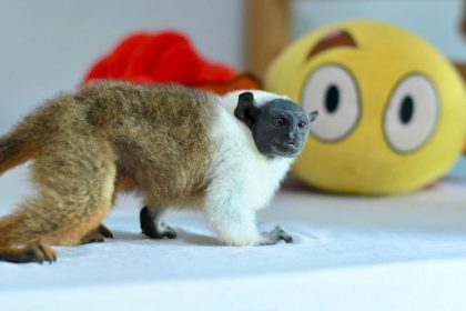 Sauim-de-coleira é resgatado em casa na zona norte de Manaus