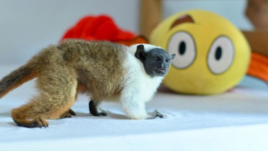 Sauim-de-coleira é resgatado em casa na zona norte de Manaus