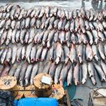 Polícia apreende 16 toneladas de pescado sem documentação em embarcação no AM