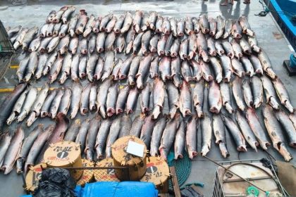 Polícia apreende 16 toneladas de pescado sem documentação em embarcação no AM