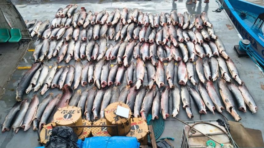 Polícia apreende 16 toneladas de pescado sem documentação em embarcação no AM