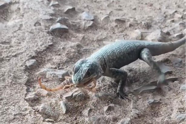 Vídeo mostra lagarto comendo escorpião e registro acende alerta