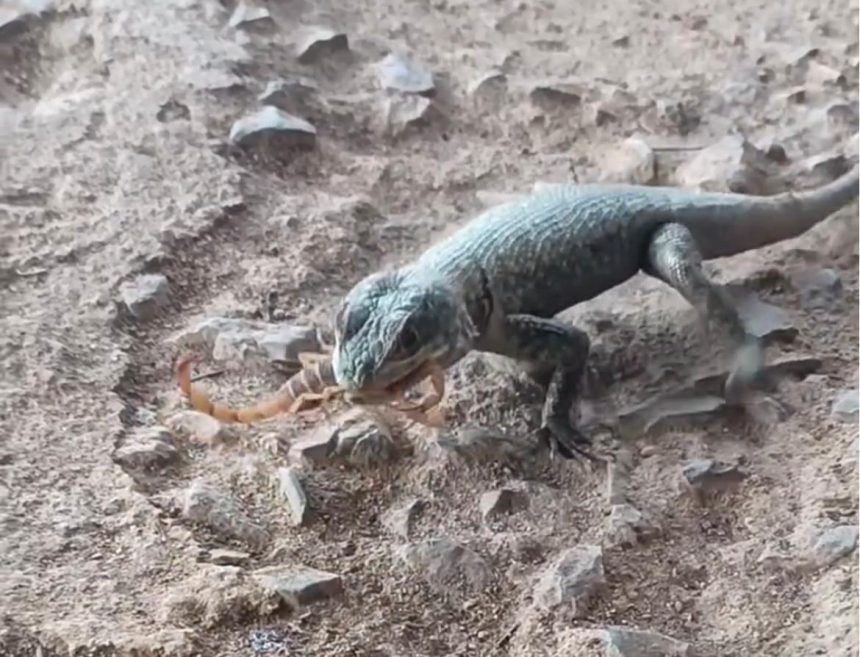 Vídeo mostra lagarto comendo escorpião e registro acende alerta