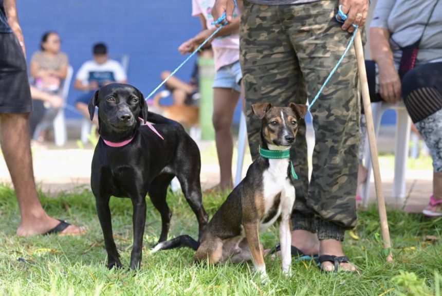 Castramóvel leva agendamento gratuito ao bairro Coroado