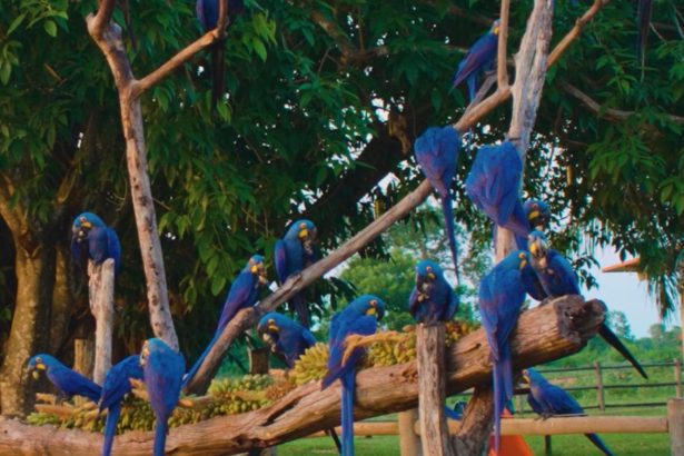Árvore de araras-azul encanta no Pantanal sul-mato-grossense