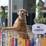 Shopping Ponta Negra recebe evento para adoção animal