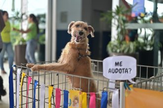 Shopping Ponta Negra recebe evento para adoção animal