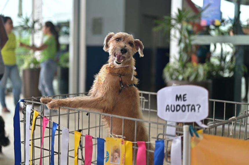 Shopping Ponta Negra recebe evento para adoção animal
