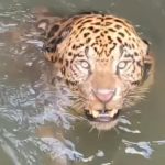 Onça-pintada é resgatada após ficar presa em canal de usina