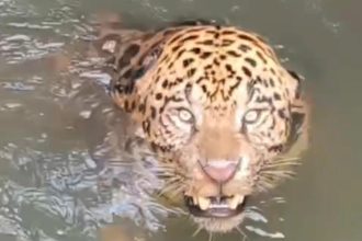 Onça-pintada é resgatada após ficar presa em canal de usina