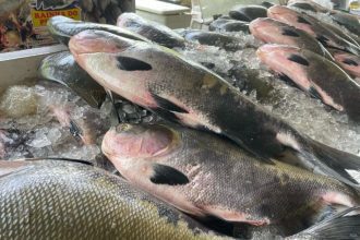 Moradores da zona Norte recebem peixes nesta terça (24)