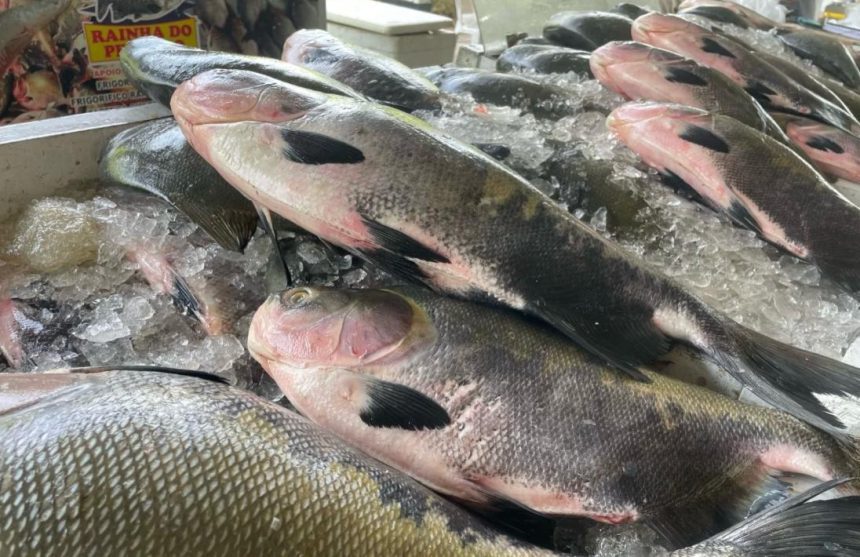 Moradores da zona Norte recebem peixes nesta terça (24)