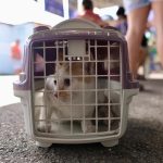 Santo Antônio recebe agendamento para castração de animais