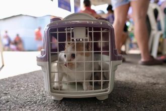 Santo Antônio recebe agendamento para castração de animais