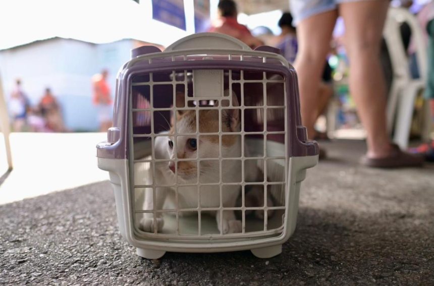 Santo Antônio recebe agendamento para castração de animais